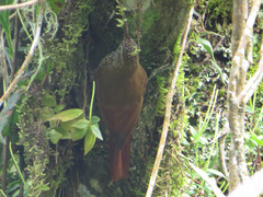 Lepidocolaptes lacrymiger