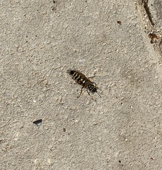 Hymenoptera