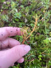 Rhododendron tomentosum