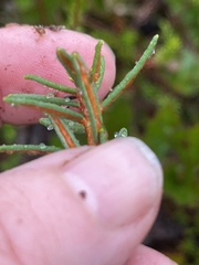 Rhododendron tomentosum