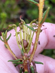 Rhododendron tomentosum