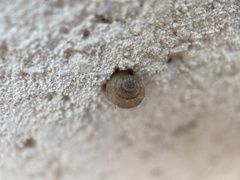 Stylommatophora
