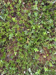 Rhododendron tomentosum