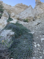 Astragalus kentrophyta