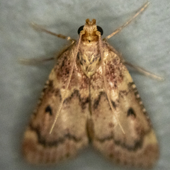 Aglossa disciferalis
