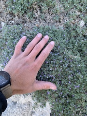 Astragalus kentrophyta