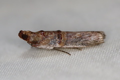 Hypargyria metalliferella