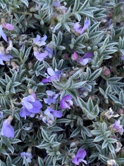 Astragalus kentrophyta