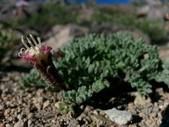 Chaenactis nevadensis