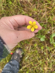 Geum calthifolium