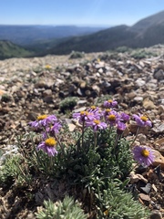 Erigeron untermannii
