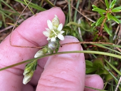 Gentiana douglasiana