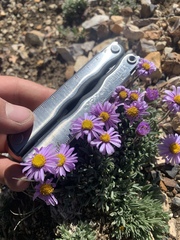 Erigeron untermannii