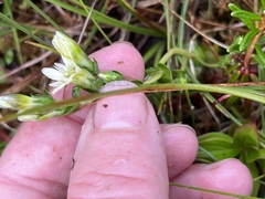 Gentiana douglasiana
