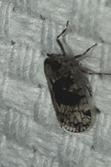 Melanoliarus placitus