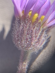Erigeron untermannii