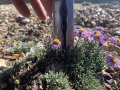 Erigeron untermannii