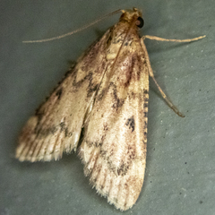 Aglossa disciferalis