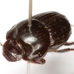 Onthophagus coproides