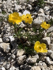 Ranunculus adoneus