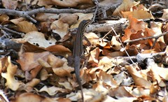 Aspidoscelis costatus