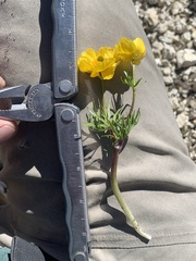 Ranunculus adoneus