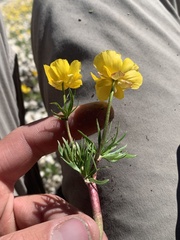 Ranunculus adoneus