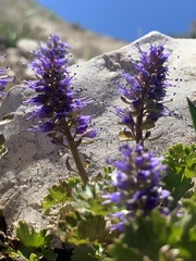 Veronica utahensis