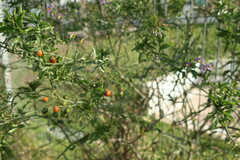 Solanum crispum