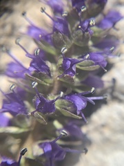Veronica utahensis