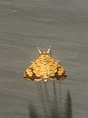 Portentomorpha xanthialis