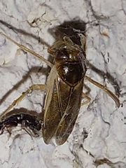 Cymatia rogenhoferi