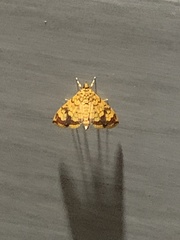 Portentomorpha xanthialis