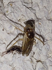 Cymatia rogenhoferi