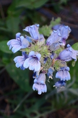 Penstemon anguineus