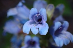 Penstemon anguineus