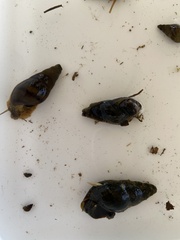 Semisulcospiridae