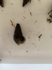 Semisulcospiridae