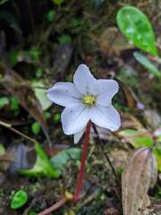 Monolena primuliflora
