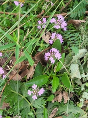 Thymus bashkiriensis