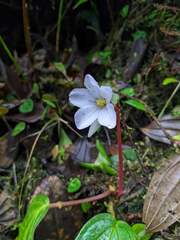 Monolena primuliflora