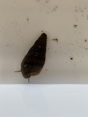 Semisulcospiridae