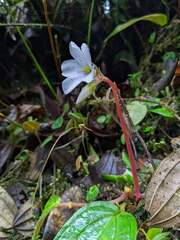 Monolena primuliflora