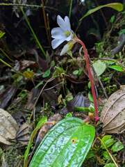 Monolena primuliflora