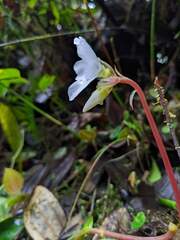 Monolena primuliflora