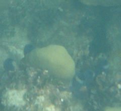 Haliclona caerulea