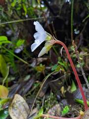 Monolena primuliflora