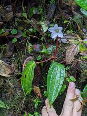 Monolena primuliflora