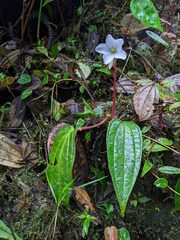 Monolena primuliflora
