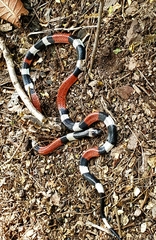 Micrurus laticollaris